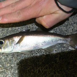 クロムツ、コノシロがまた湾内に入り出しました